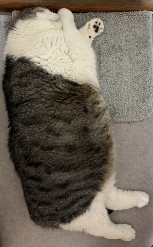 モデルの猫・ゆず
